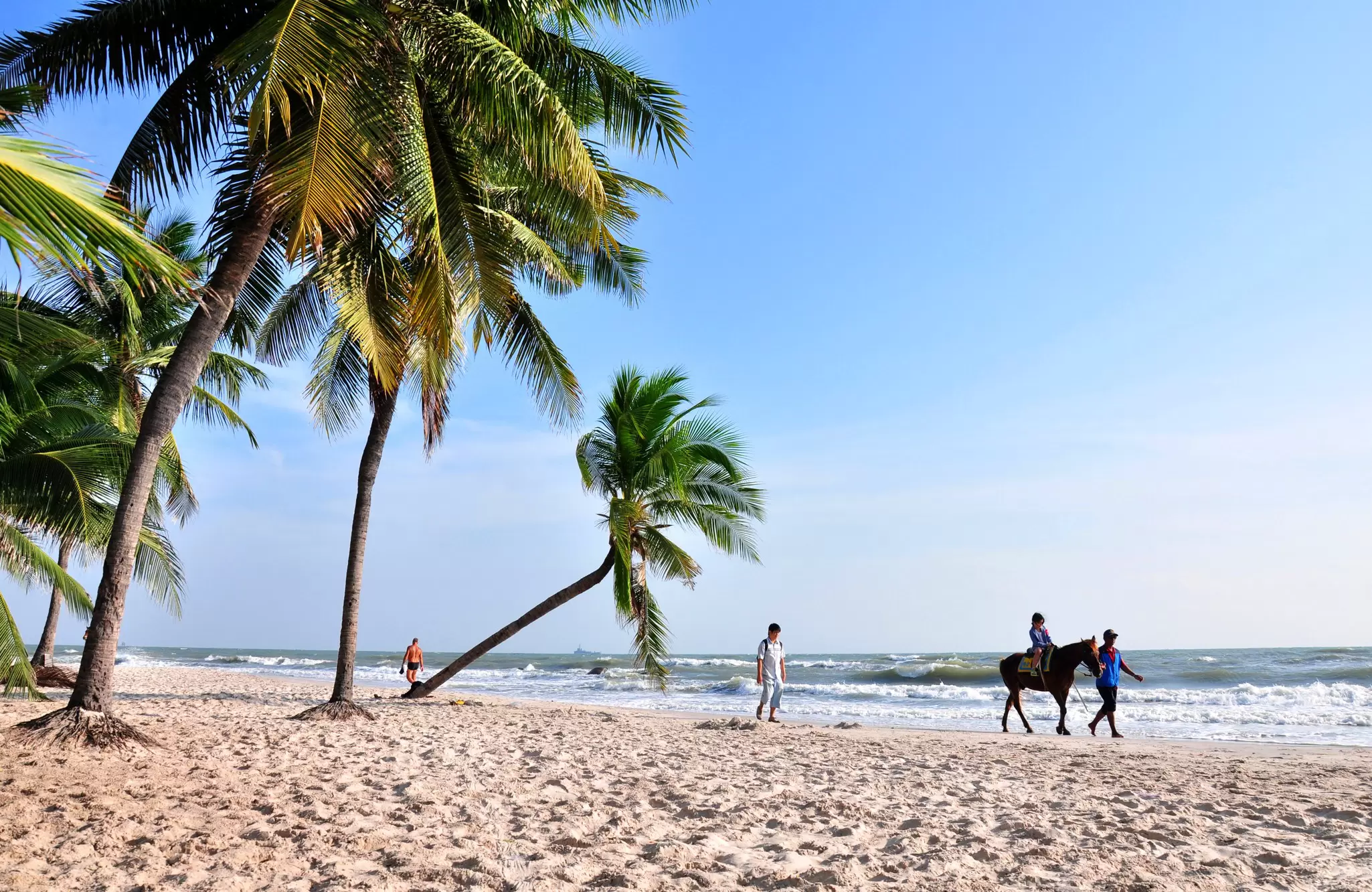 View of palm trees swaying in the wind and a horse walking on the sand at Hua Hin beach in Thailand.  