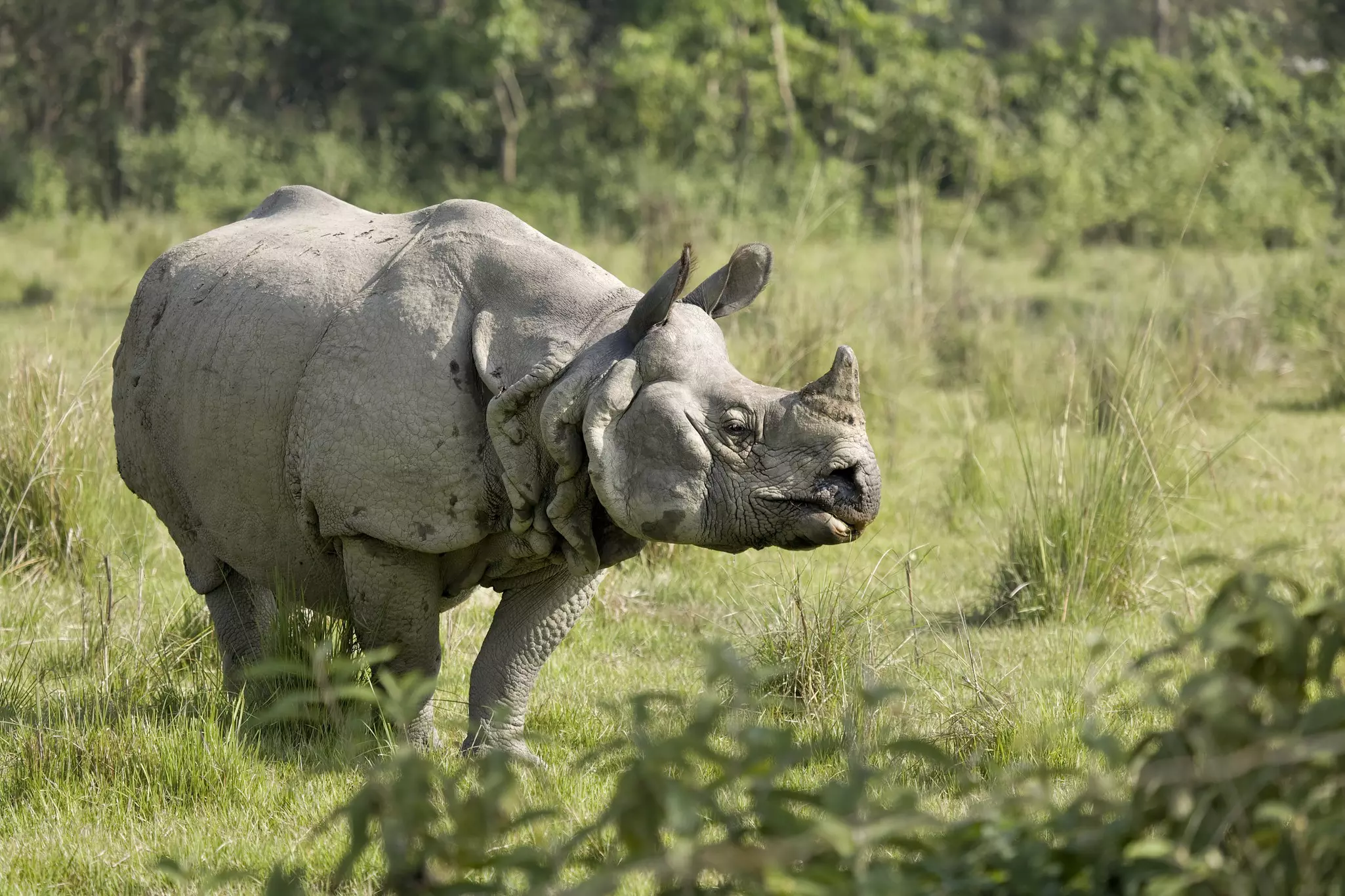 Chitwan National Park in Nepal is home to scores of Indian rhinos © Getty Images