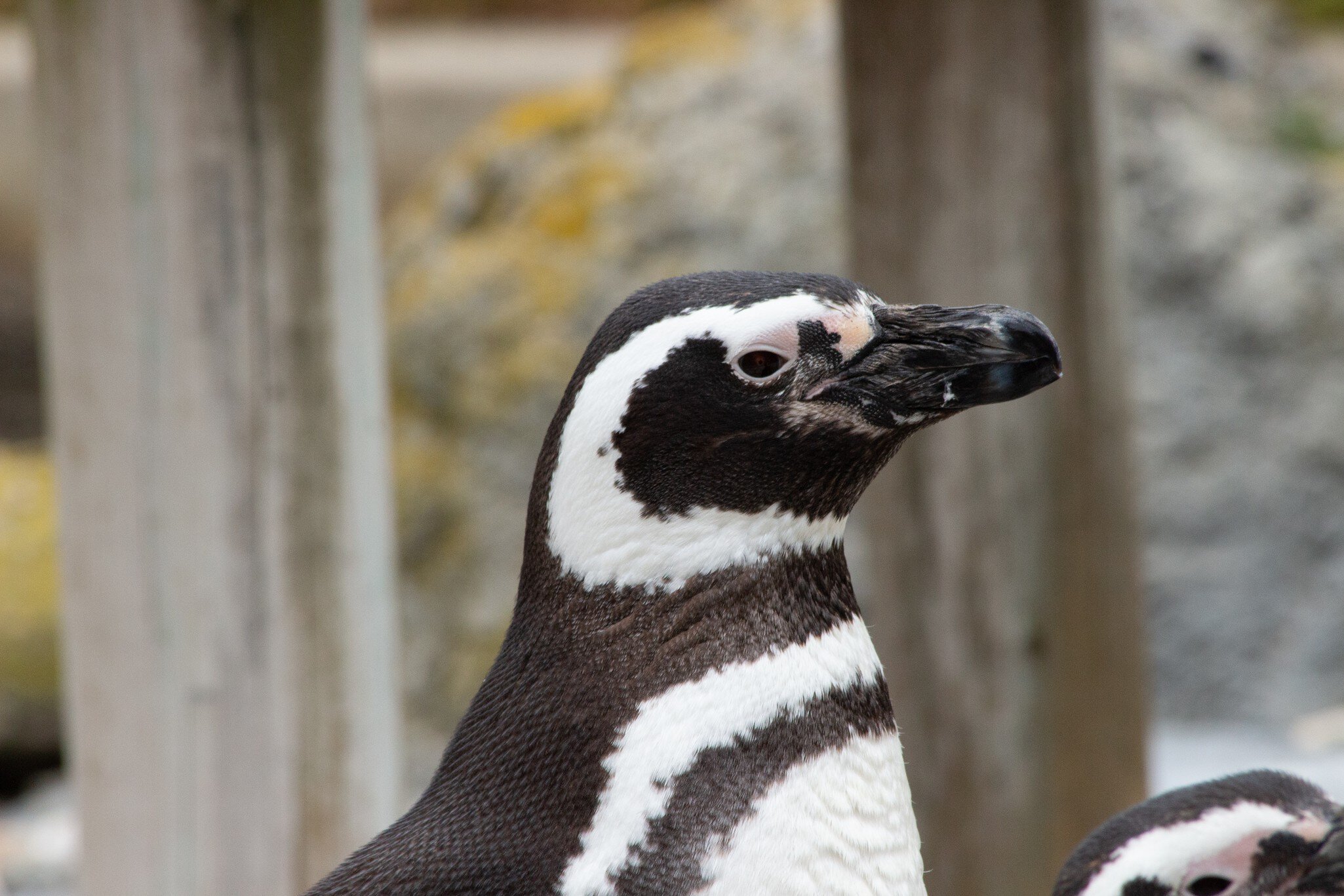 Close up of a penguin in profile