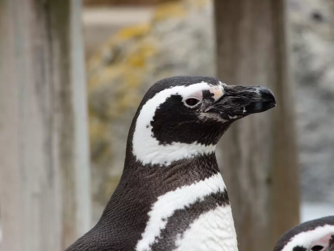Close up of a penguin in profile