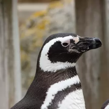 Close up of a penguin in profile