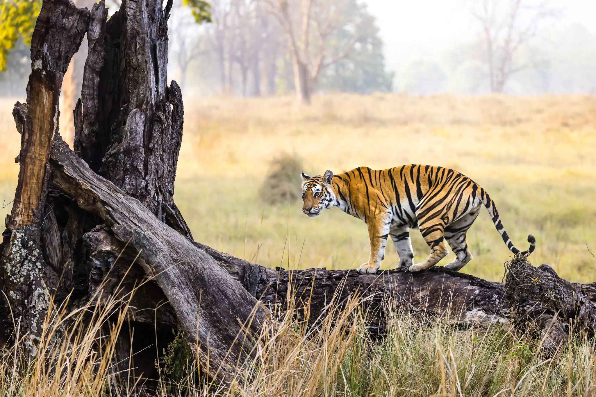Madhya Pradesh is known as the “Tiger State” for good reason © Manuel Romaris / Getty Images