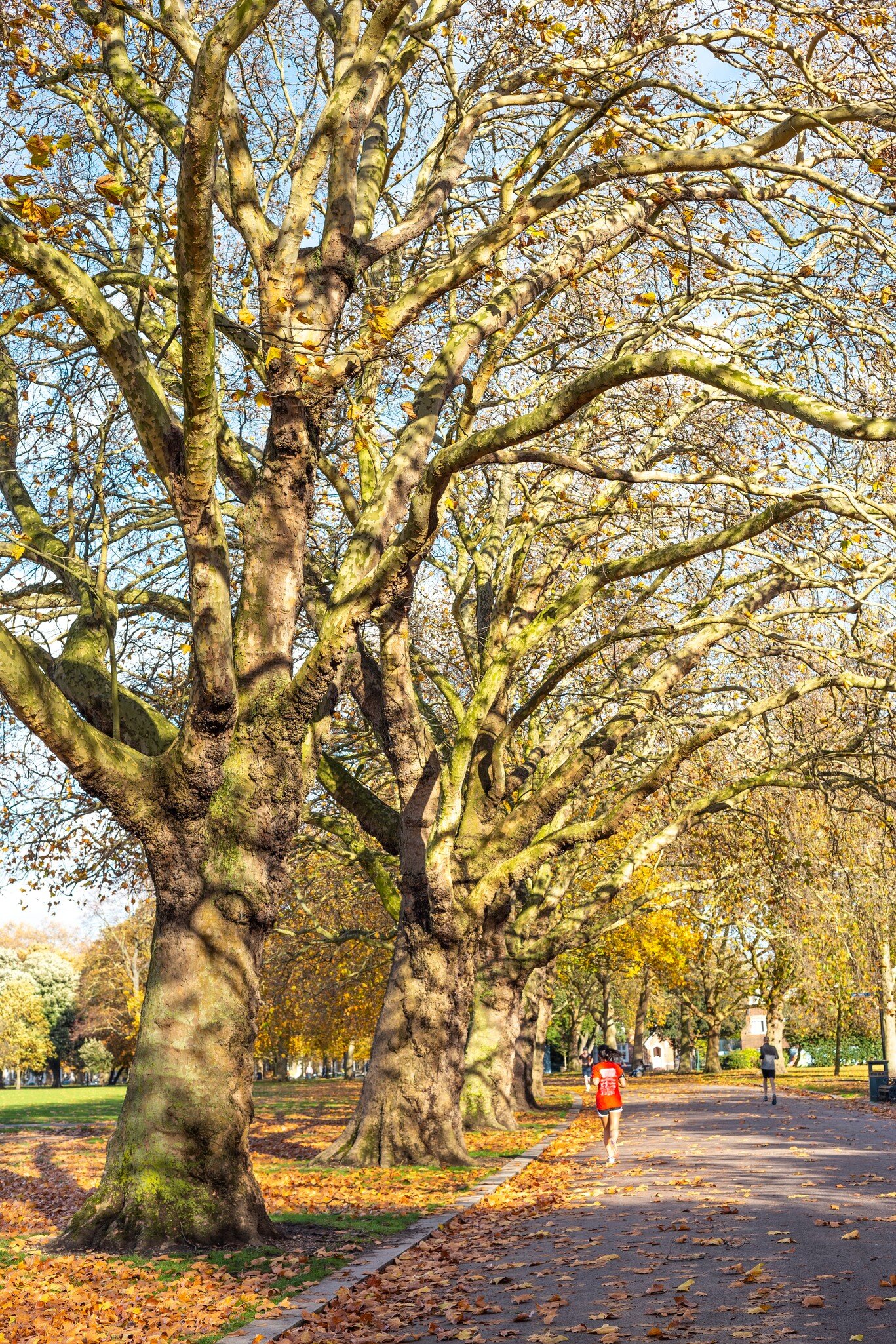 People running in Victoria Park on a sunny autumnal weekend in London, UK.