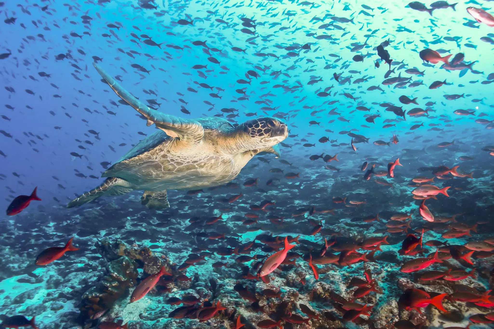 A turtle swimming across a school of red fish