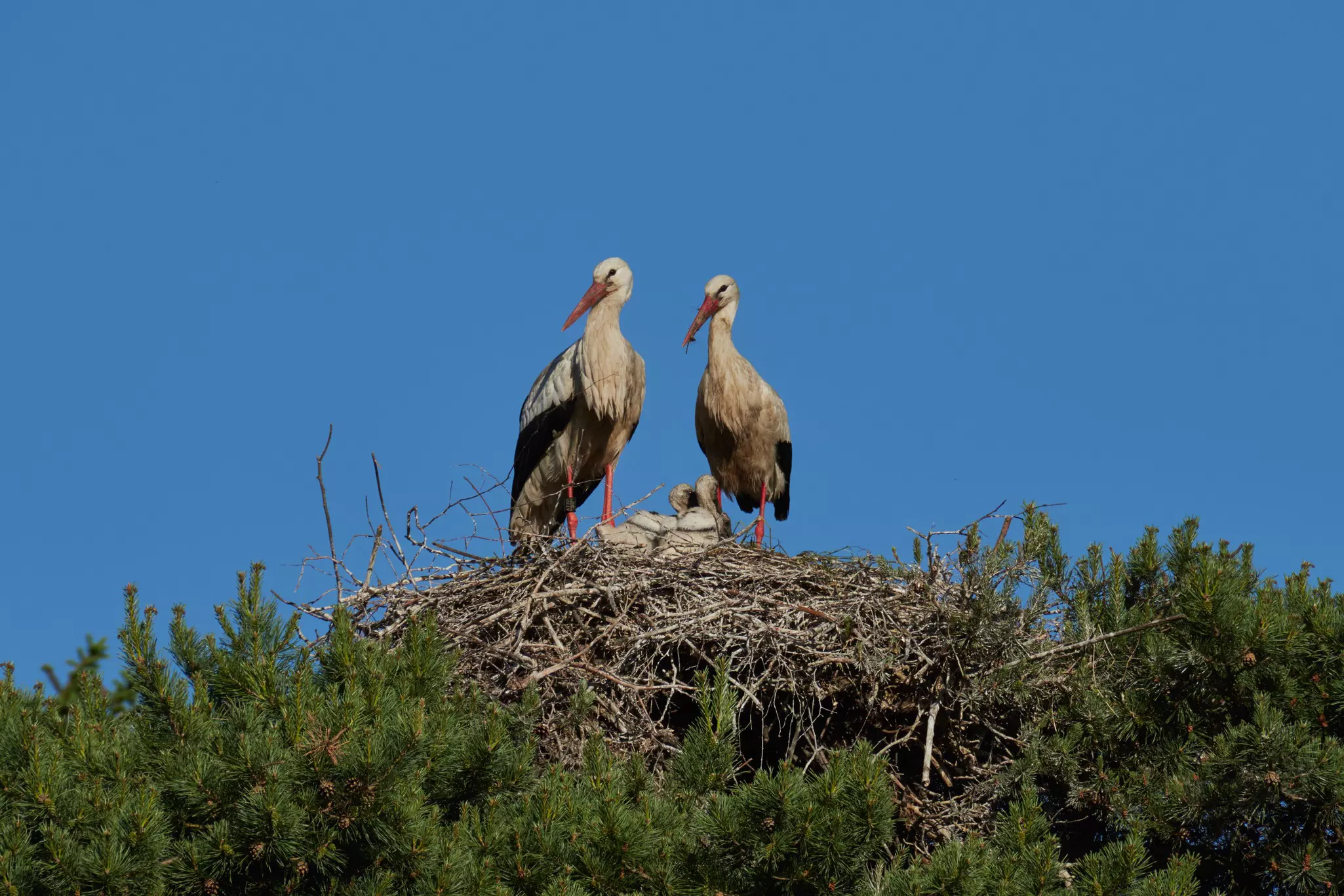 Two adult storks stand over two small chicks in a nest.