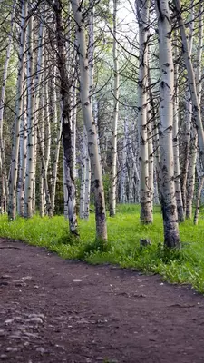 A dirt path through a stand of birches with white bark.