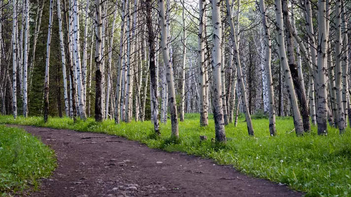 A dirt path through a stand of birches with white bark.