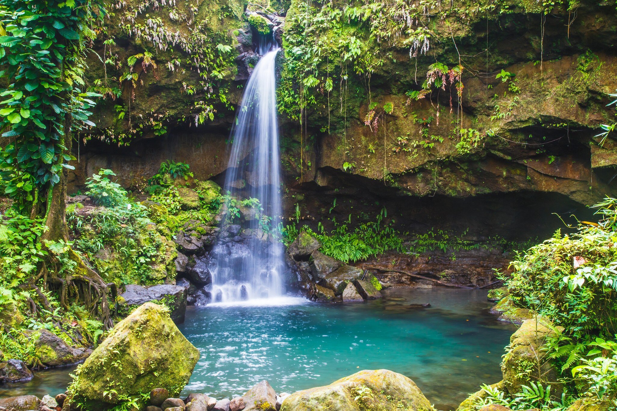A slender waterfall dropping from a mossy overhang into a still turquoise pool, enclosed by ferns, vines and rainforest.
