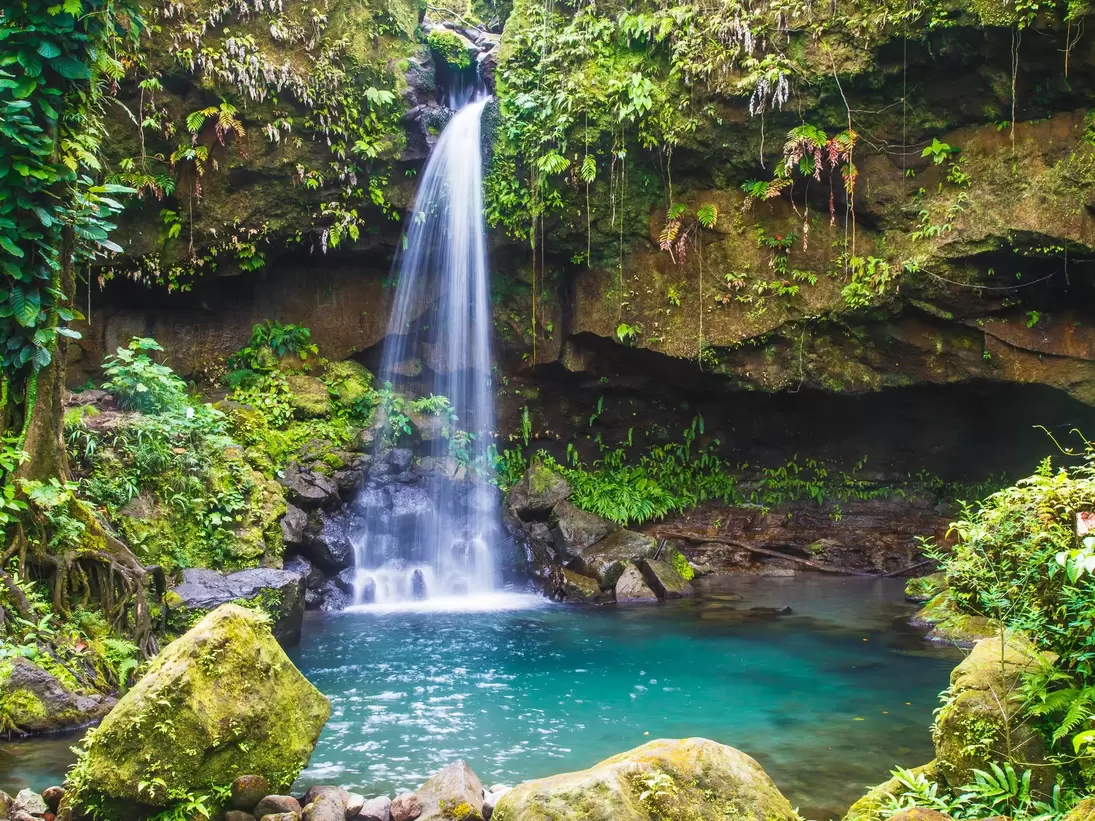 A slender waterfall dropping from a mossy overhang into a still turquoise pool, enclosed by ferns, vines and rainforest.