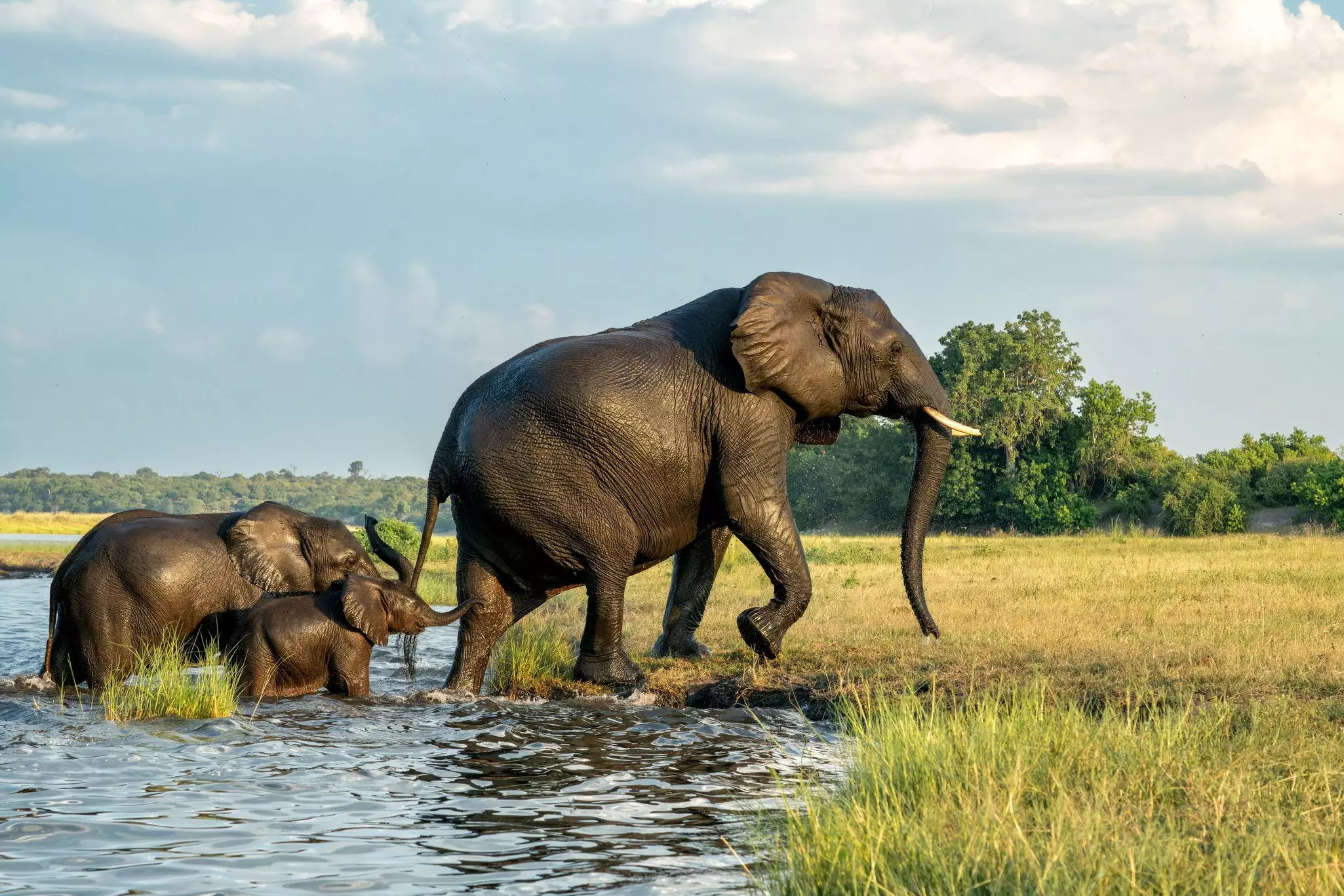 Elephants crossing the Chobe river between Namibia and Botswana in the late afternoon