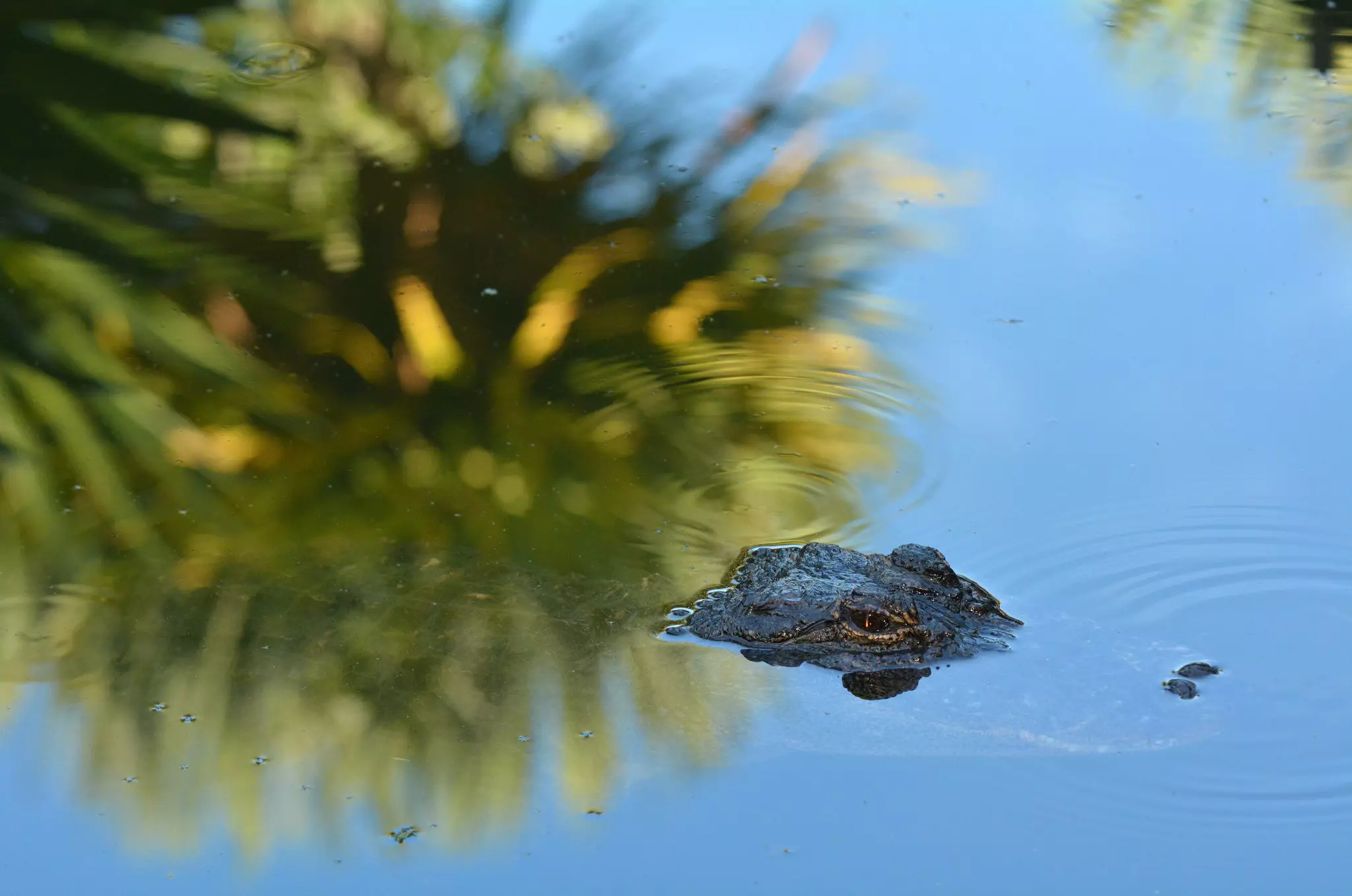Look out for 'gators on a tour of South Louisiana's swamps © ChameleonsEye / Shutterstock