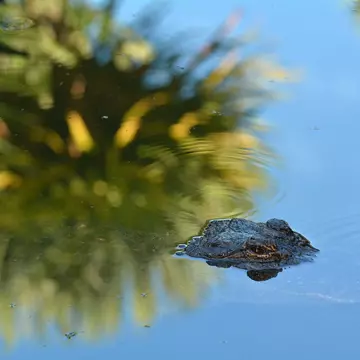 Look out for 'gators on a tour of South Louisiana's swamps © ChameleonsEye / Shutterstock