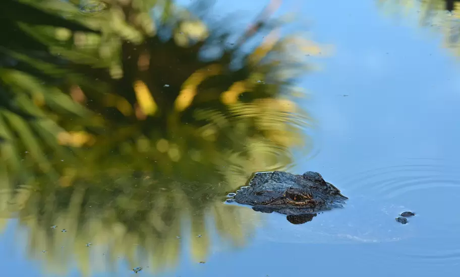 Look out for 'gators on a tour of South Louisiana's swamps © ChameleonsEye / Shutterstock