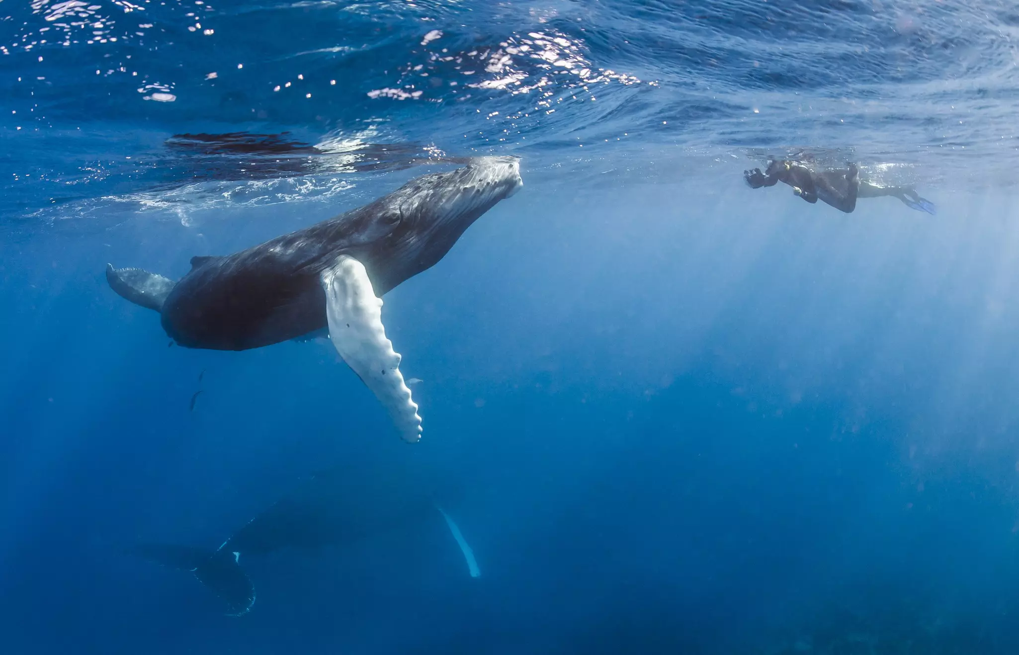 A snorkeler meets a humpback whale in the Dominican Republic