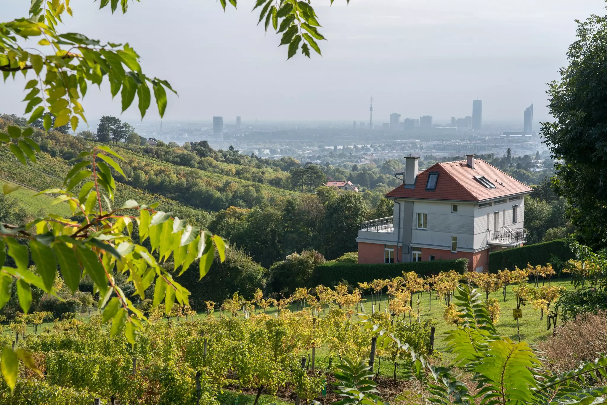 Vineyards hug the slopes of a hilly area, with a large house to the right. The skyline of city is seen in the distance.