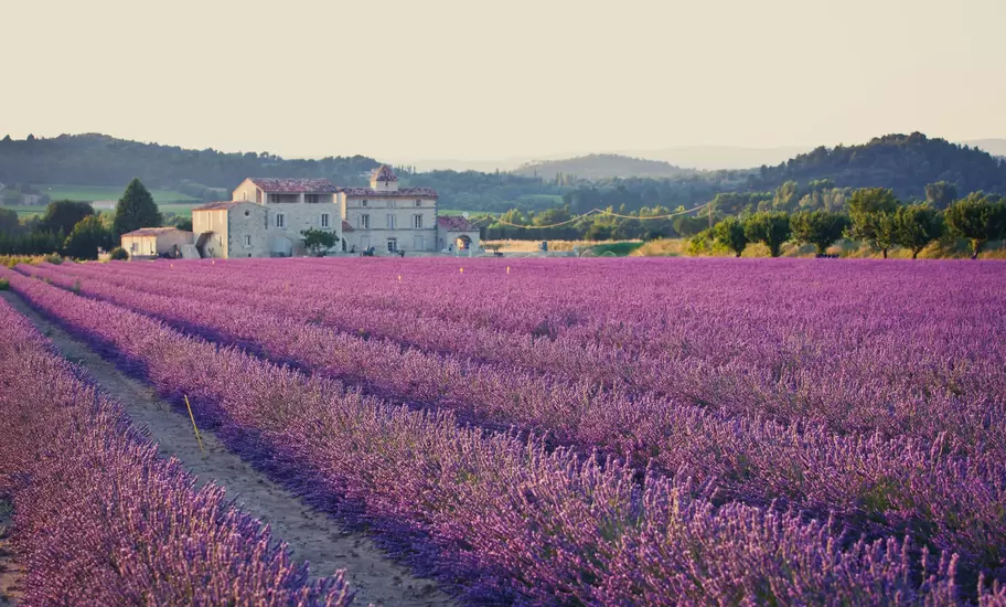 Rows of purple lavender in bloom leading to a stone farmhouse in Provence, France, with wooded hills in the distance
