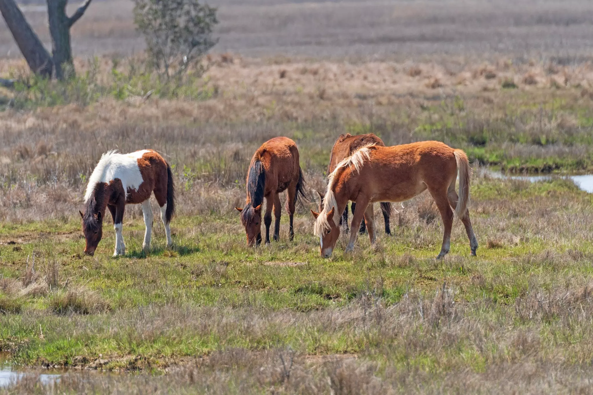 Colorful Wild Ponies Grazing in a Wetland in Chincoteague National Wildlife Refuge in Virginia. 