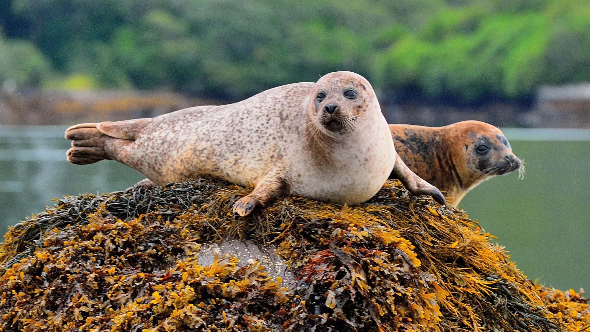 A variety of trees in different shades of green surround a Mediterranean-style terrace that has an attractive sandstone arch at one end, and a rectangular pond stretching towards it.
