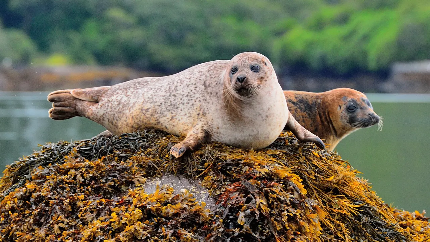 A variety of trees in different shades of green surround a Mediterranean-style terrace that has an attractive sandstone arch at one end, and a rectangular pond stretching towards it.