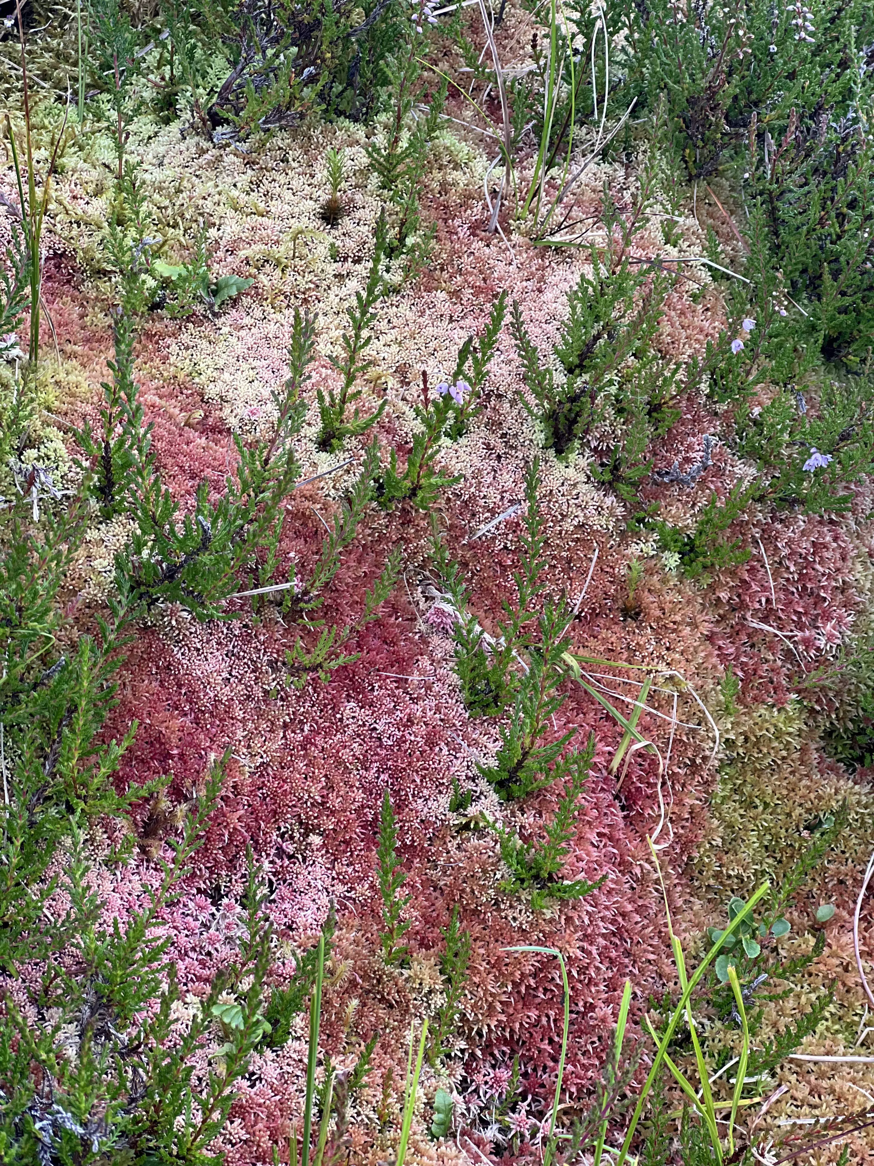 Pink lichen grows on a rock in Torftavan, Faroe Islands