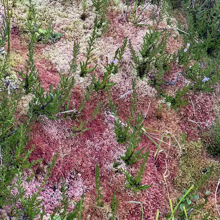Pink lichen grows on a rock in Torftavan, Faroe Islands. 