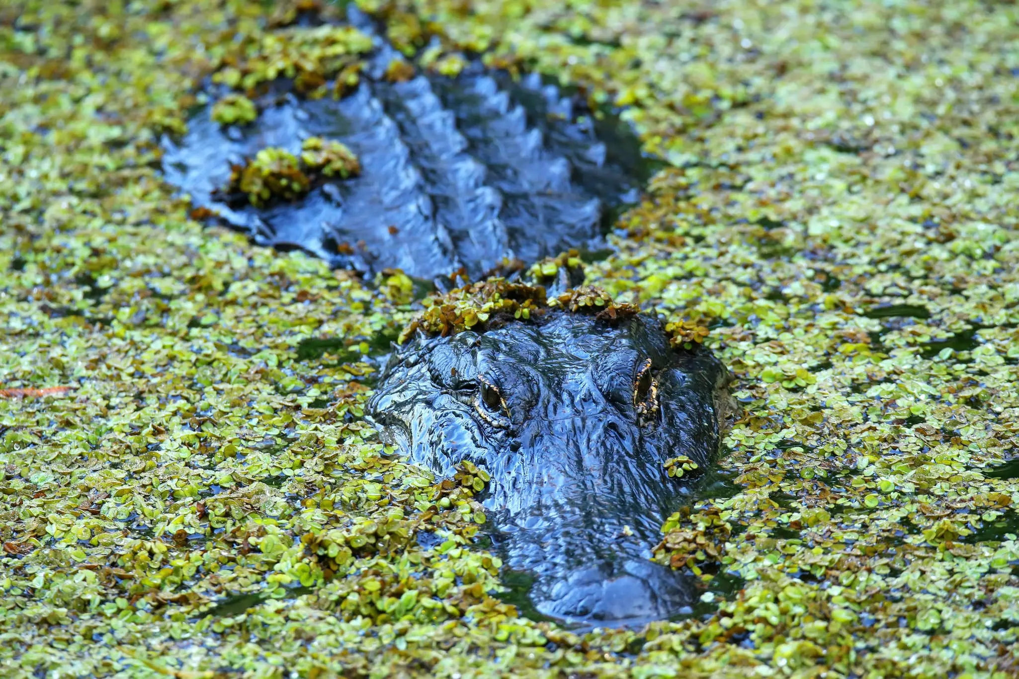In dry season months, gators can be easier to spot © Don Mammoser / Shutterstock