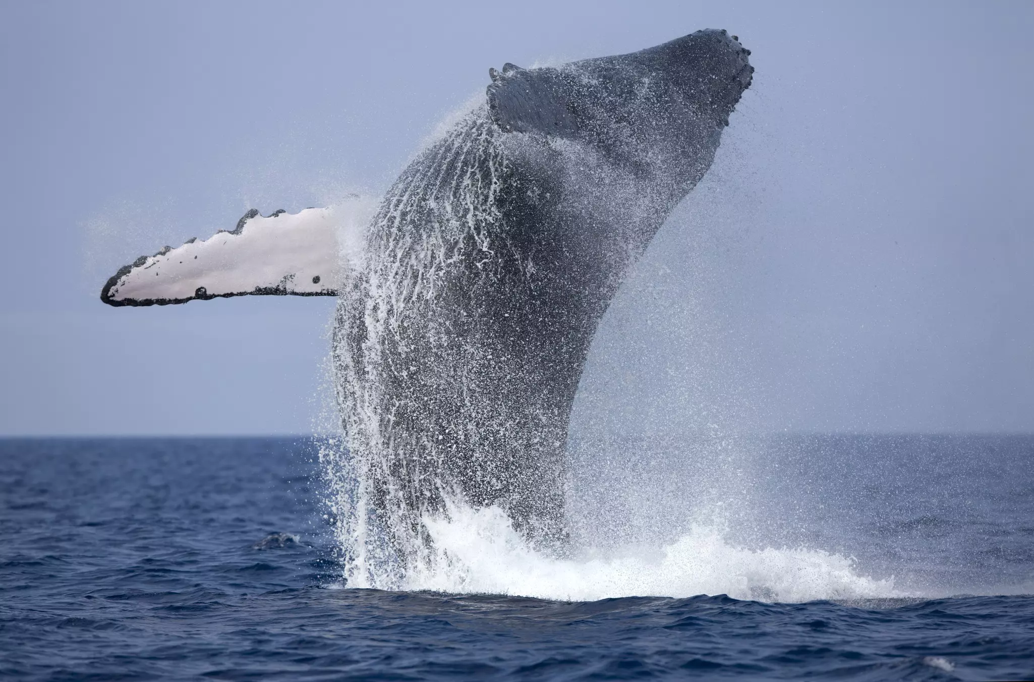 A humpback whale jumps out of a dark blue ocean on a sunny day.