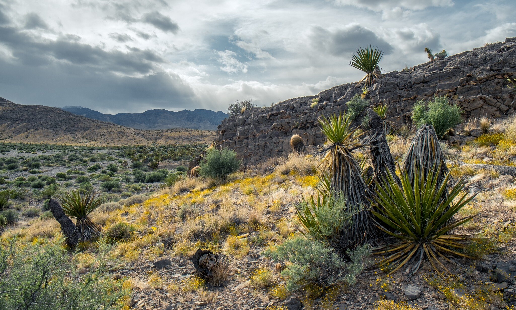 Springtime bloom in Desert National Wildlife Refuge, Clark County, Nevada, USA.; Shutterstock ID 1143732683;