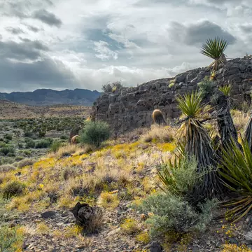 Springtime bloom in Desert National Wildlife Refuge, Clark County, Nevada, USA.; Shutterstock ID 1143732683;