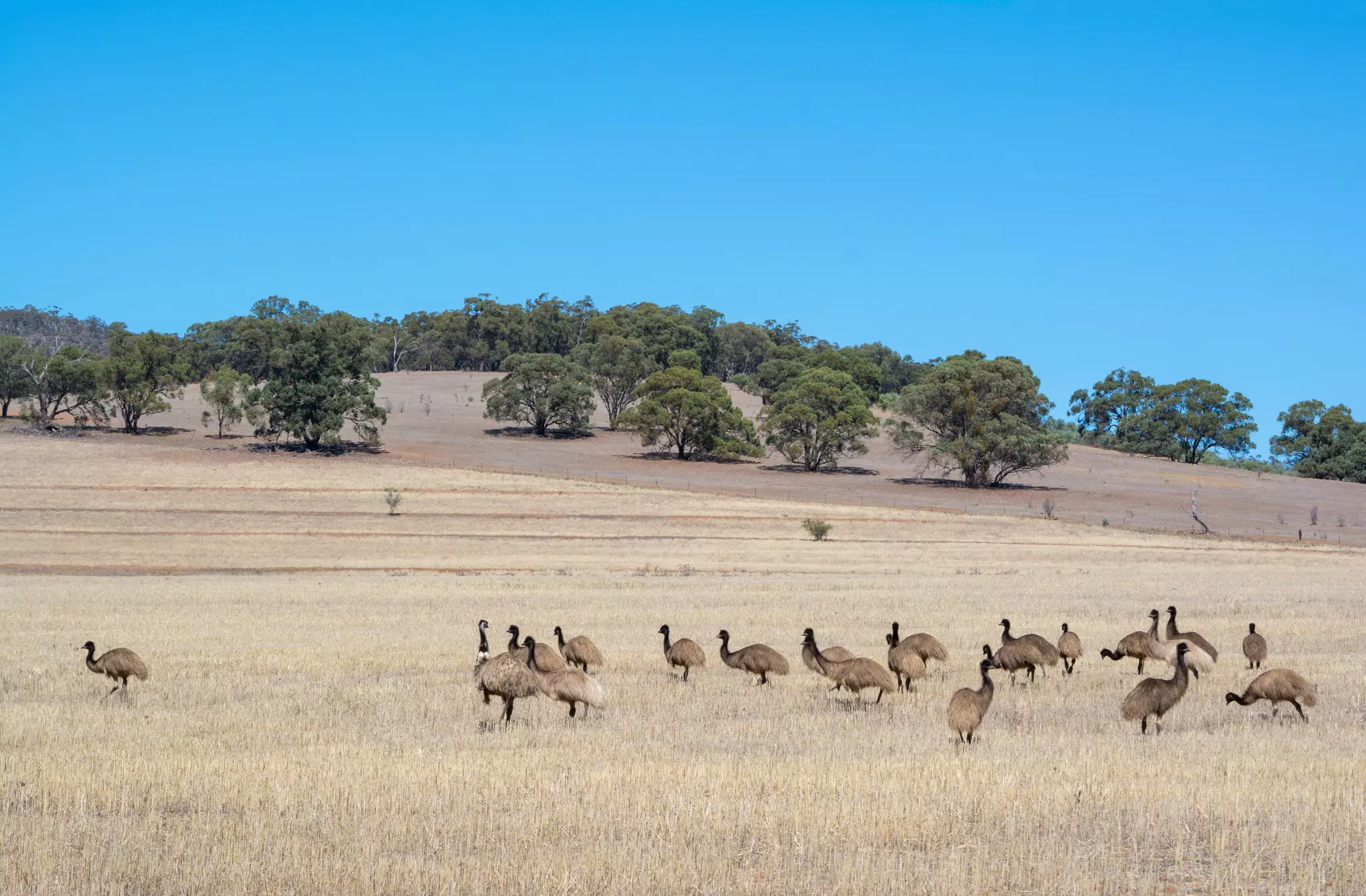A group of emu wanders through yellow grasses under a blue sky
