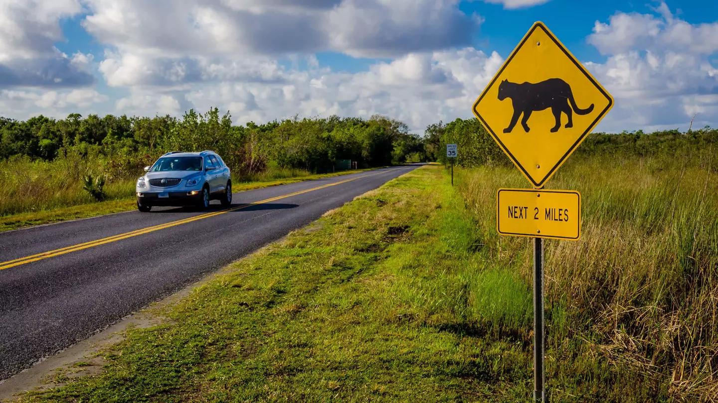 A car driving by a panther crossing sign at Everglades National Park, Florida.
