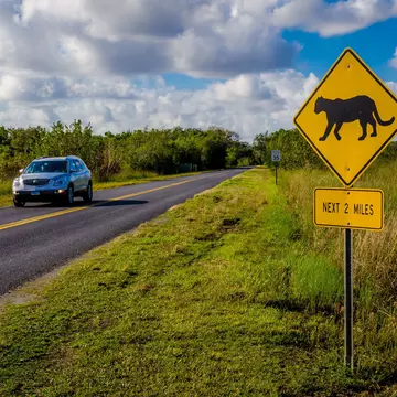 A car driving by a panther crossing sign at Everglades National Park, Florida.