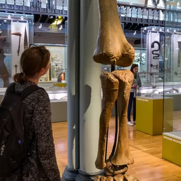 A woman admires an exhibition of a dinousar leg at Hthe unterian Museum at the University of Glasgow.