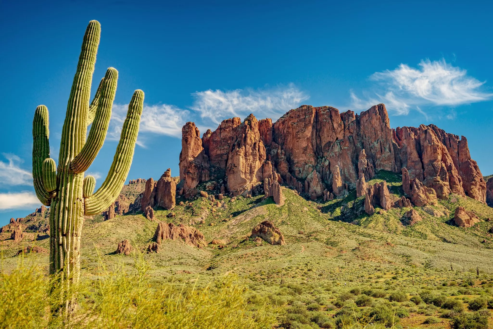 Saguaro cactus at the front range of the Superstition Mountains in Arizona.