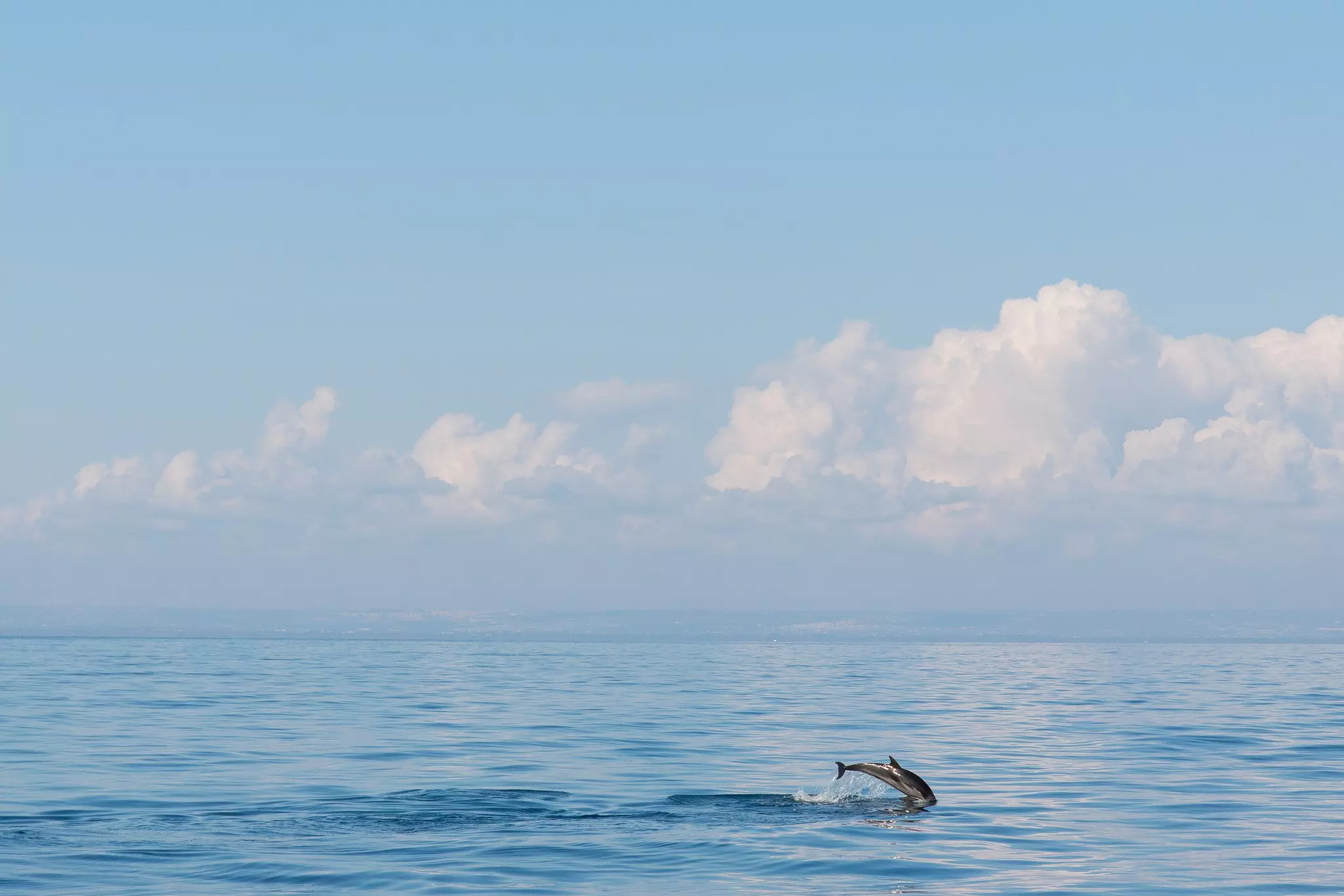 Dolphins are often sighted in the waters of the Ionian Sea © Cosimo Calabrese / Getty Images