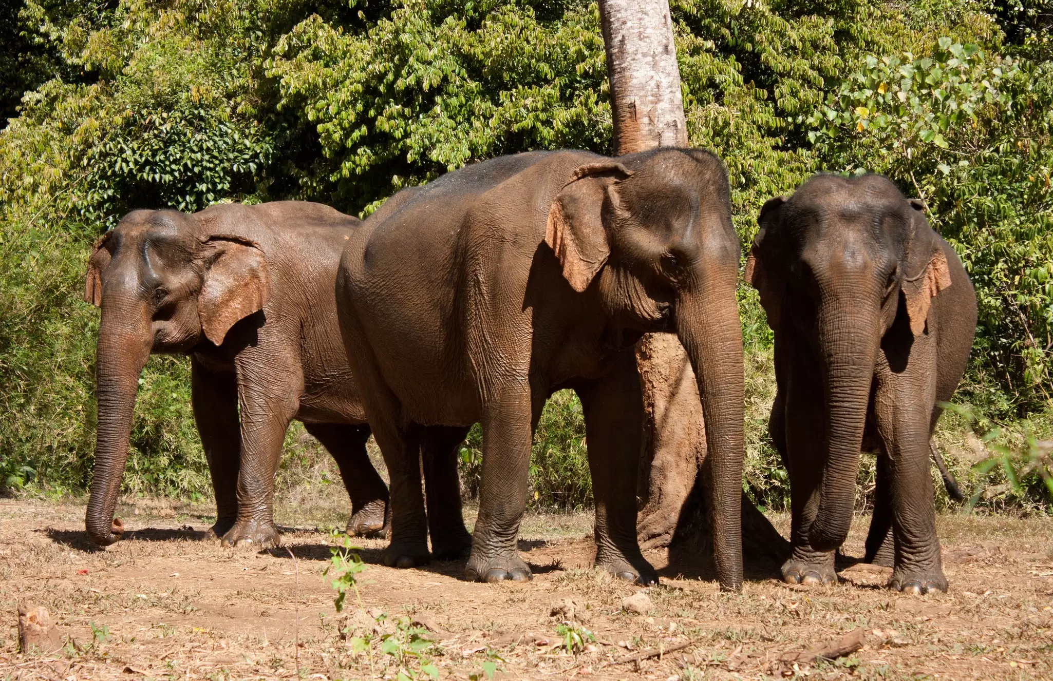 Three old Asian female elephants standing in the jungle in an elephant sanctuary in Mondulkiri in Cambodia  