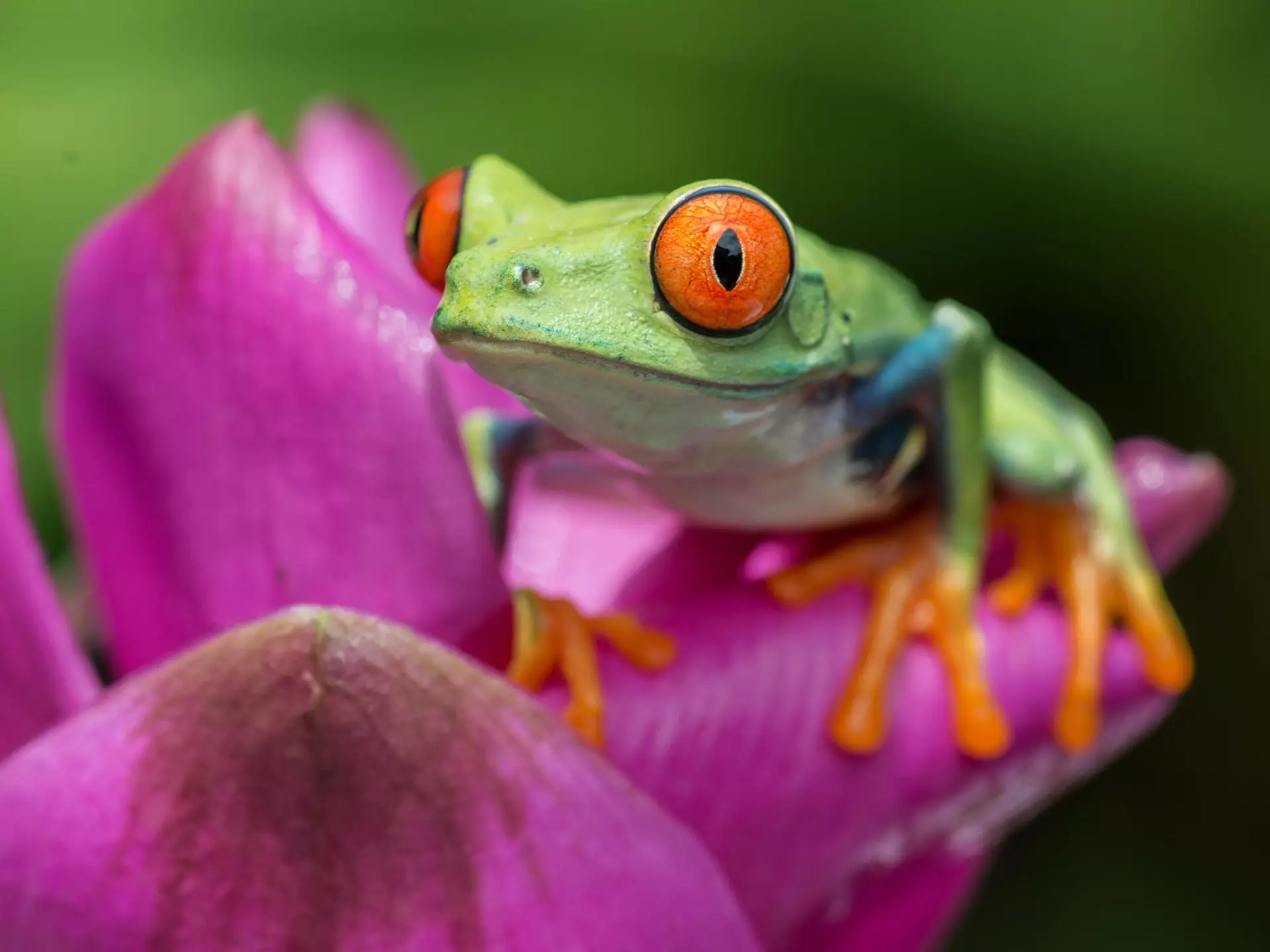 Red Eyed Tree Frog
500px Photo ID: 79299319
jungle frog  wildlife Red Eyed Tree Frog