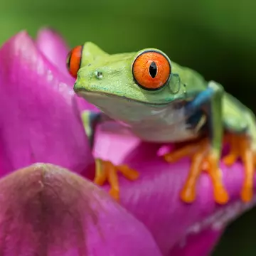 Red Eyed Tree Frog
500px Photo ID: 79299319
jungle frog  wildlife Red Eyed Tree Frog
