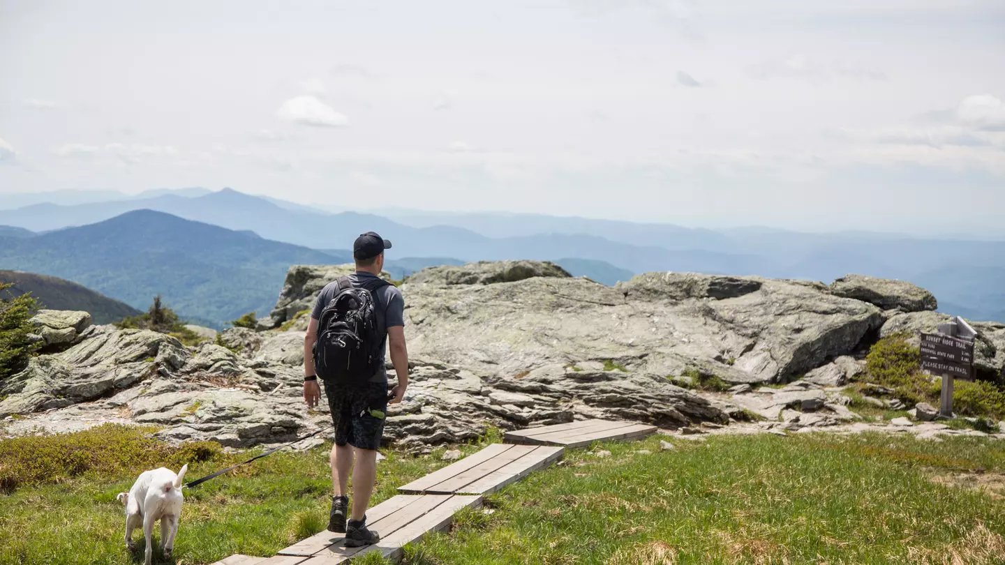 A view of a forest and mountains in Vermont.