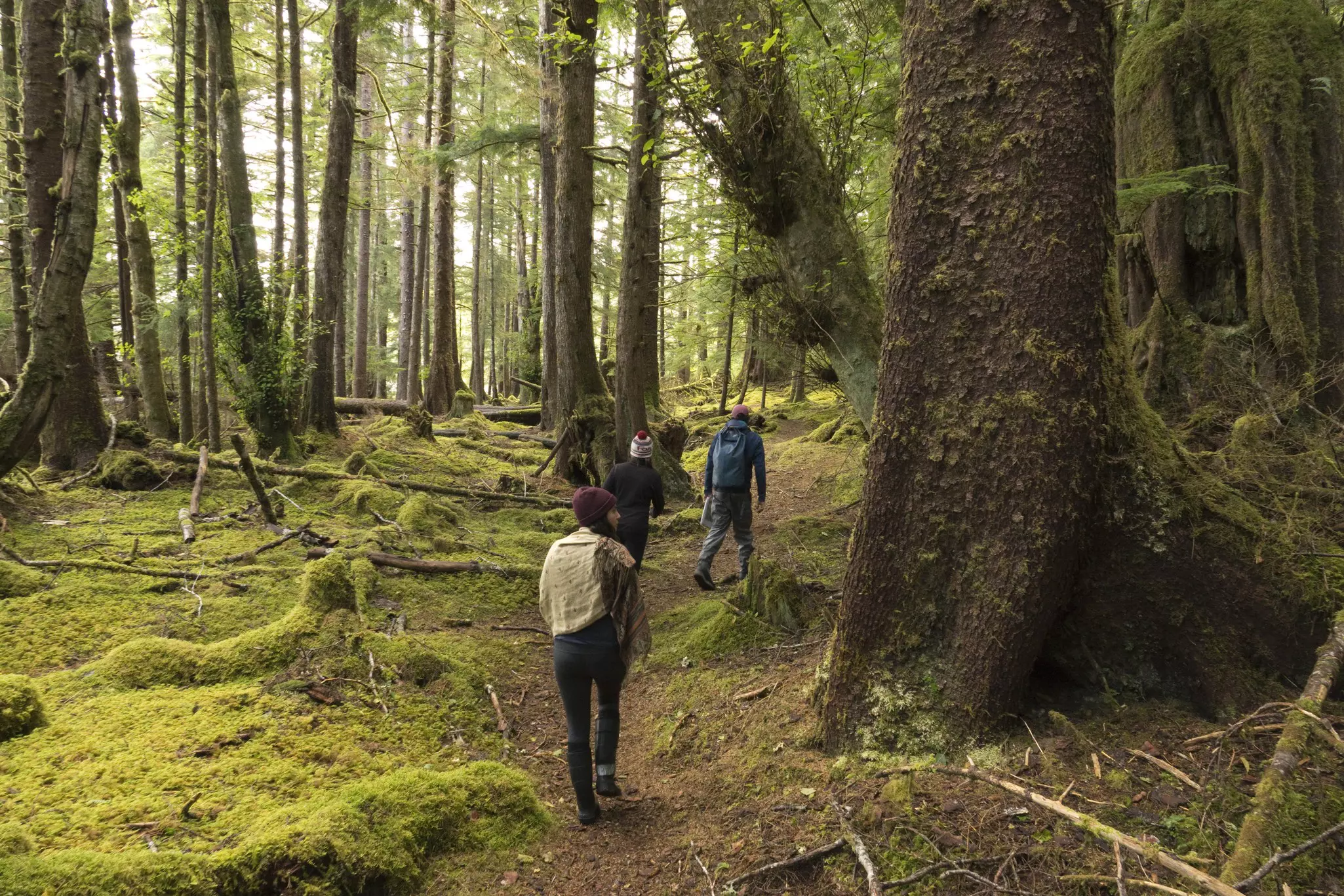 Hikers follow a guide through a vast mossy forest past massive trees