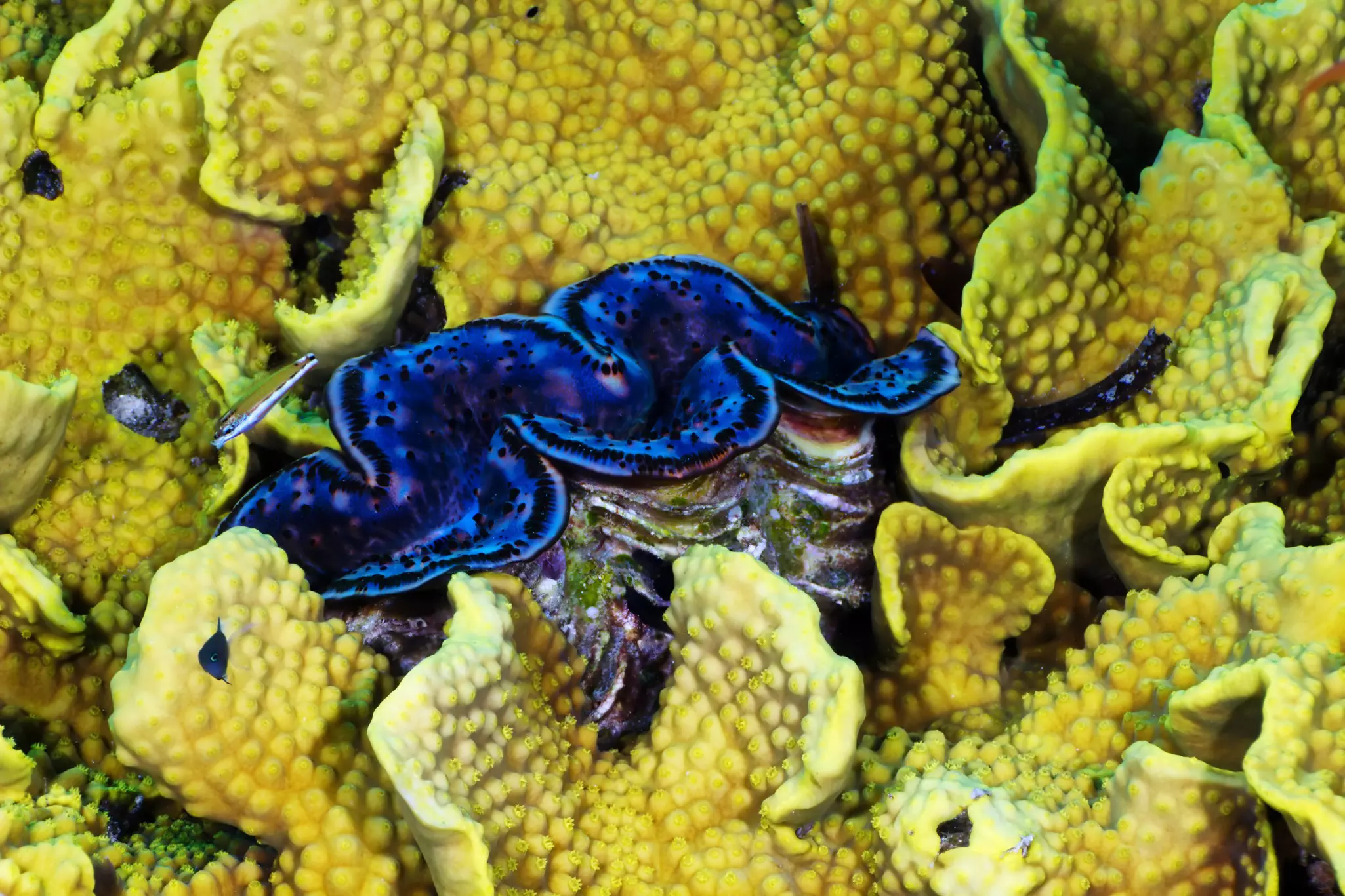 A giant clam growing amid turban coral in the Red Sea, Egypt.