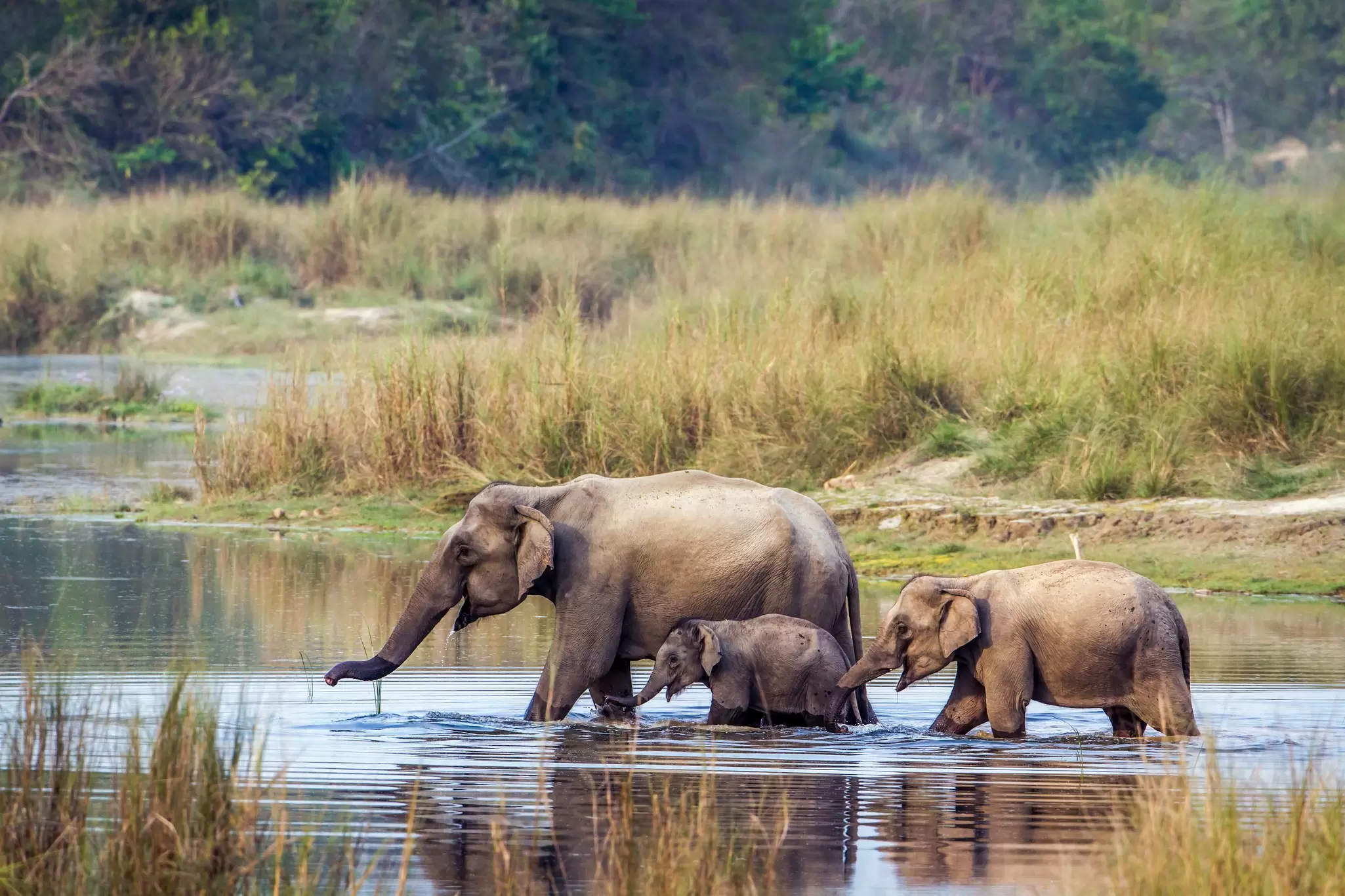 The Terai's richly biodiverse national parks are home to incredible species of animals including the Asian elephant © Utopia_88 / Getty Images