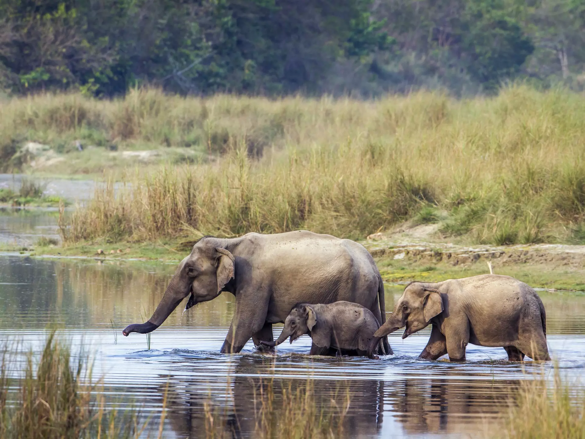 The Terai's richly biodiverse national parks are home to incredible species of animals including the Asian elephant © Utopia_88 / Getty Images