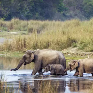The Terai's richly biodiverse national parks are home to incredible species of animals including the Asian elephant © Utopia_88 / Getty Images