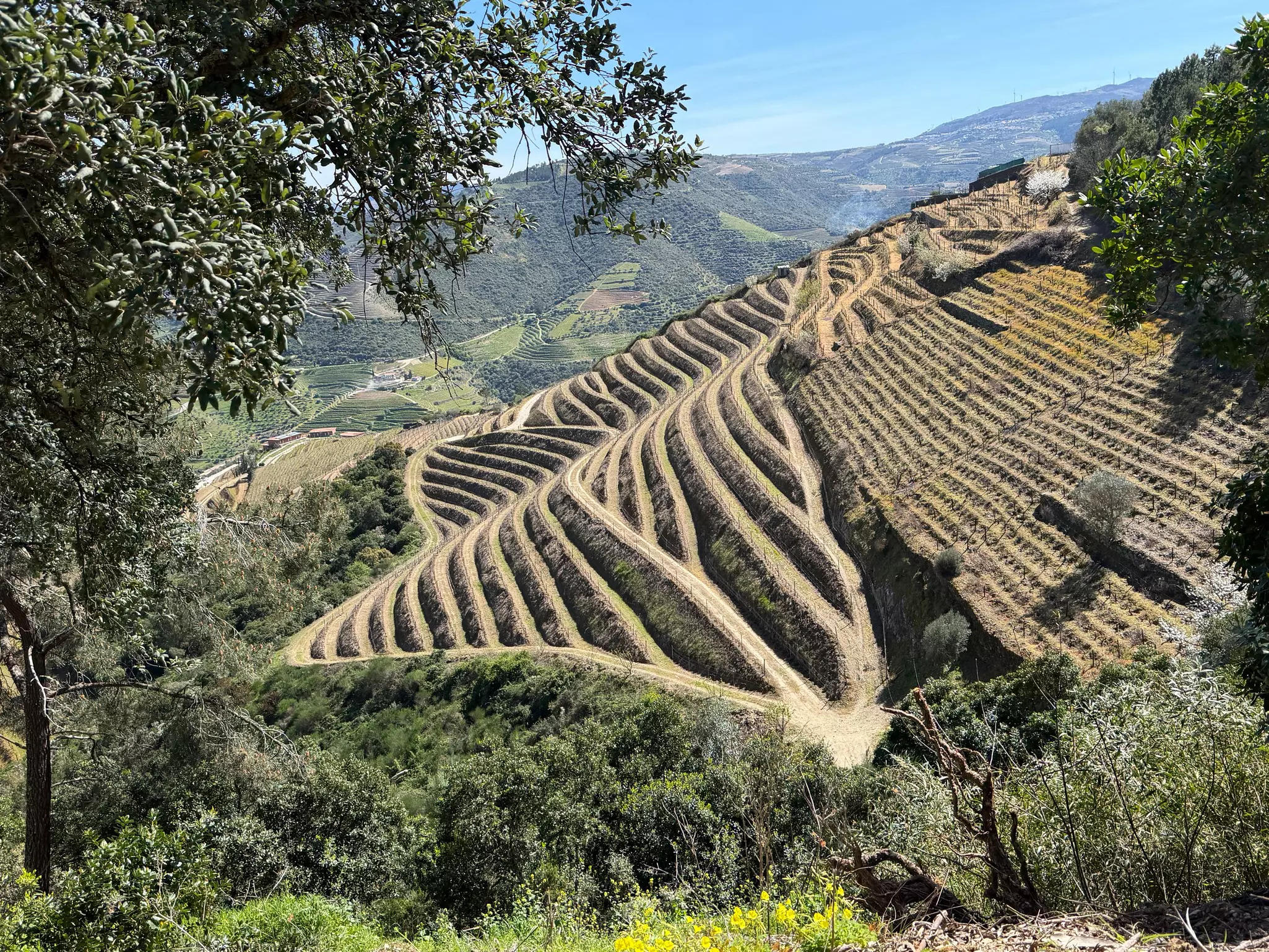 Terraced vineyards on a hillside above a river.