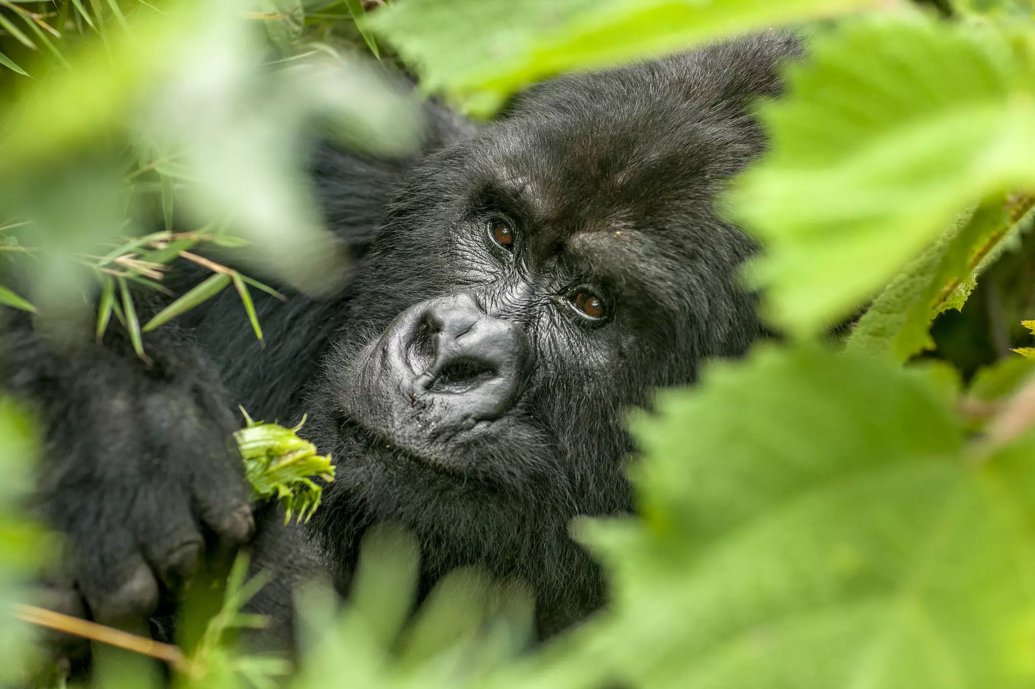 The Gorilla Guardians Village project started employing former poachers in 2004 and with that, kicked off a transformation © Courtesy of Visit Rwanda