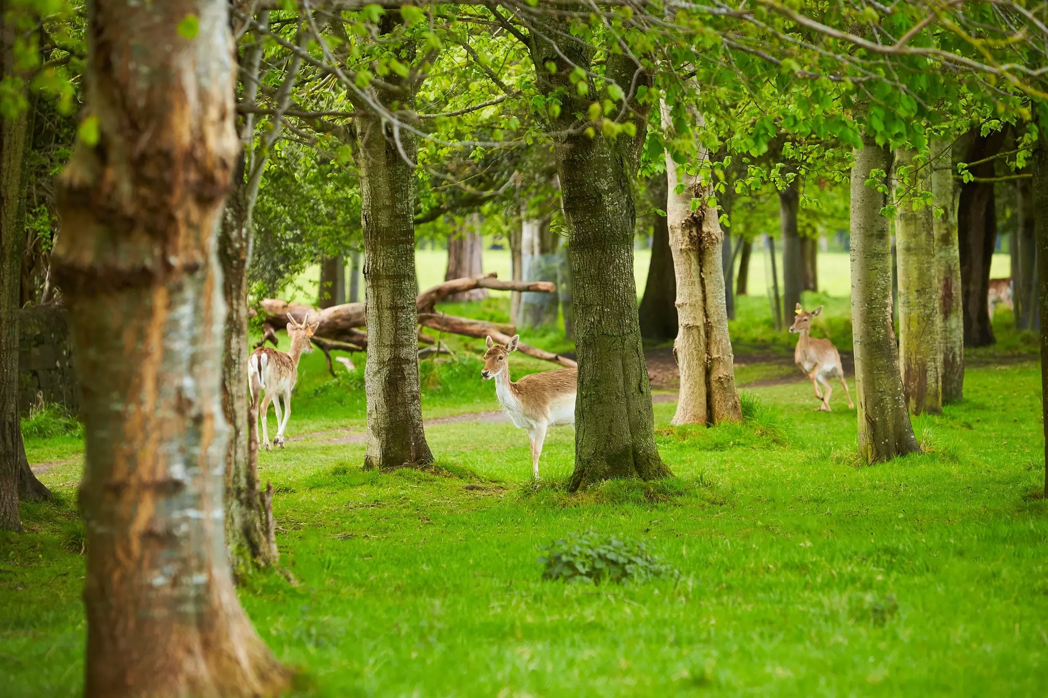 Deer are pictured in a manicured grove of trees.