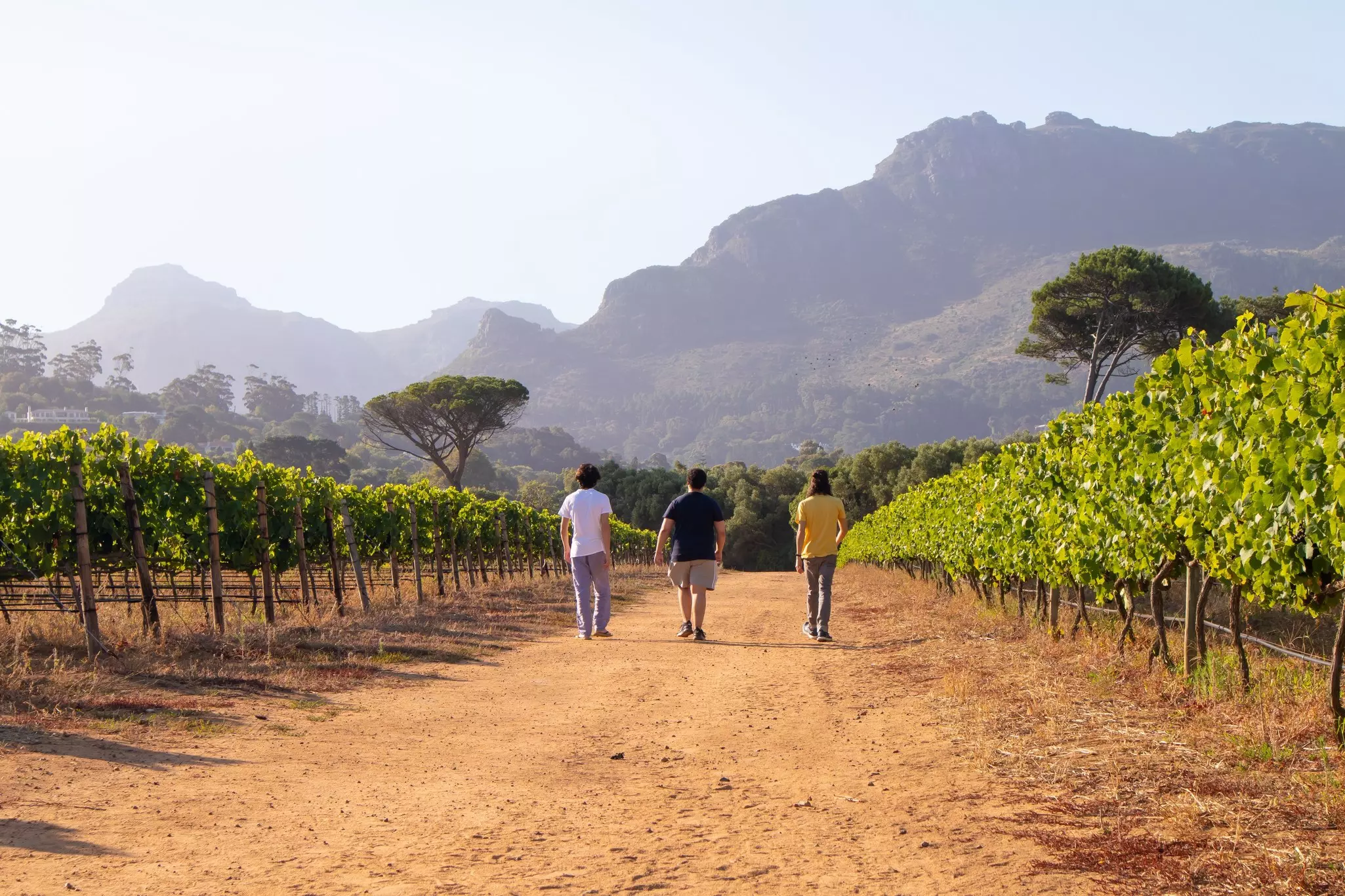Wine lovers will want to linger in Constantia, home to South Africa's oldest wine estate © Deepthought Imagery / Shutterstock