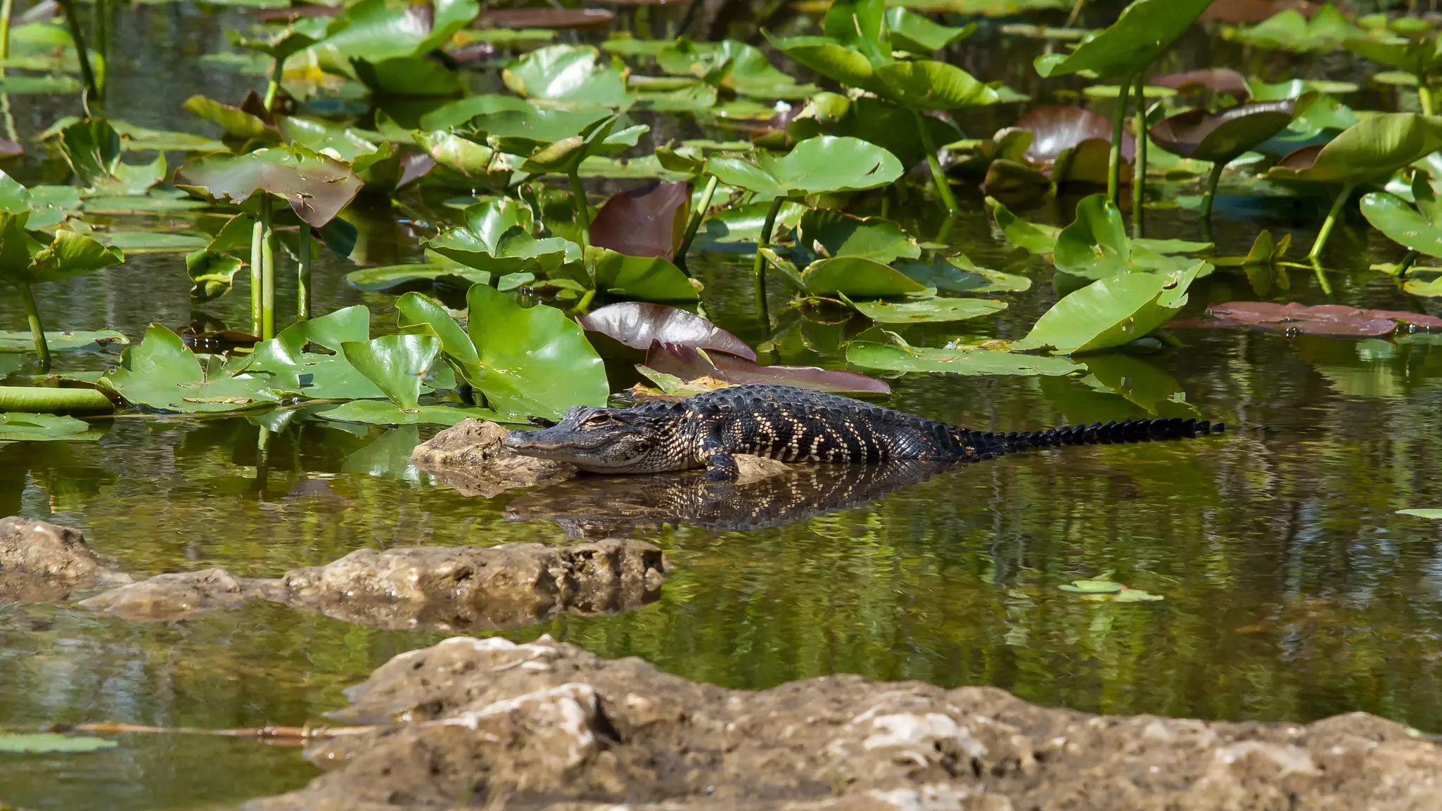The Everglades' Anhinga Trail is often loaded with sunbathing critters © Francisco Herrera / Shutterstock