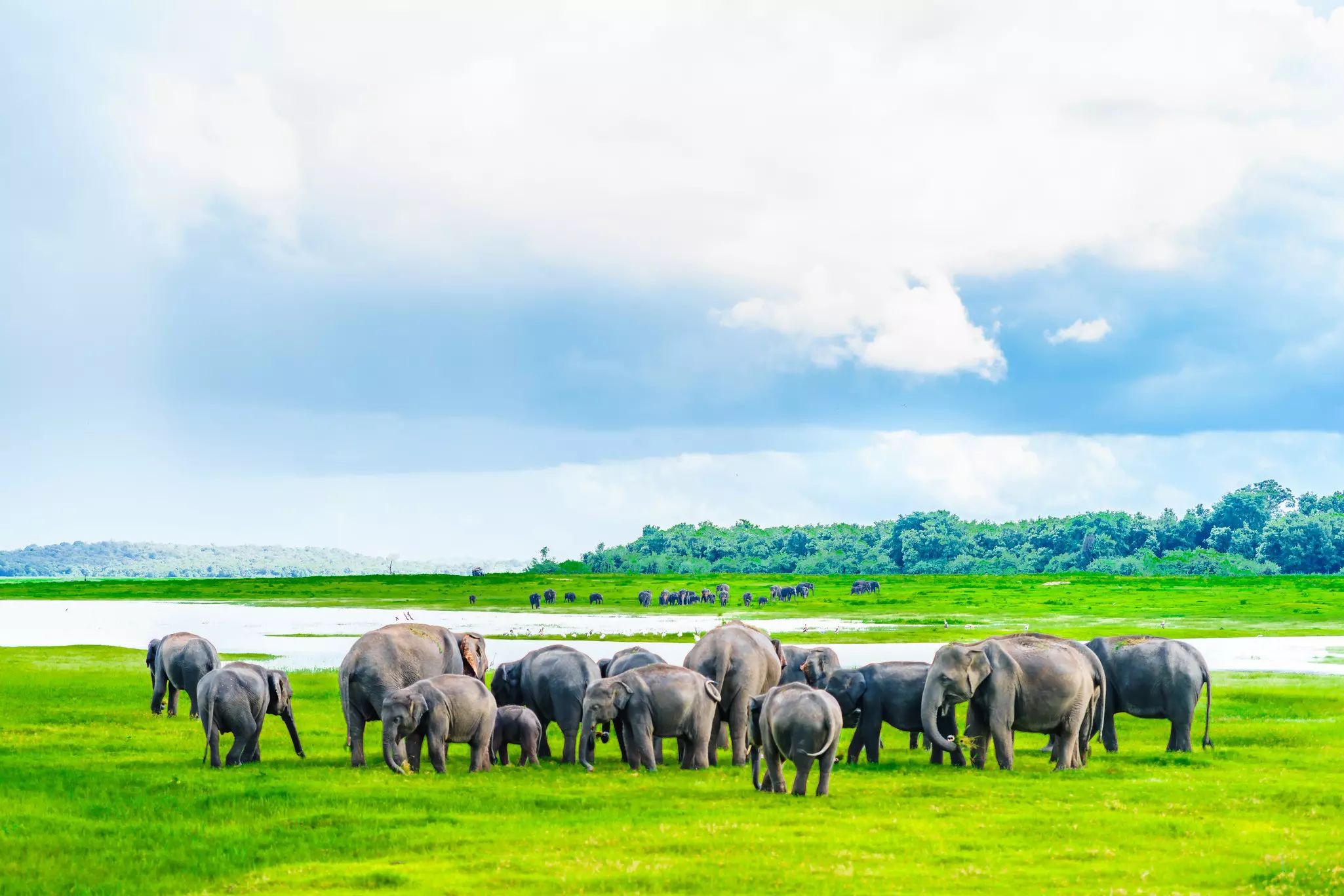 Herd of elephants grazing on green grass in Kaudulla National Park.